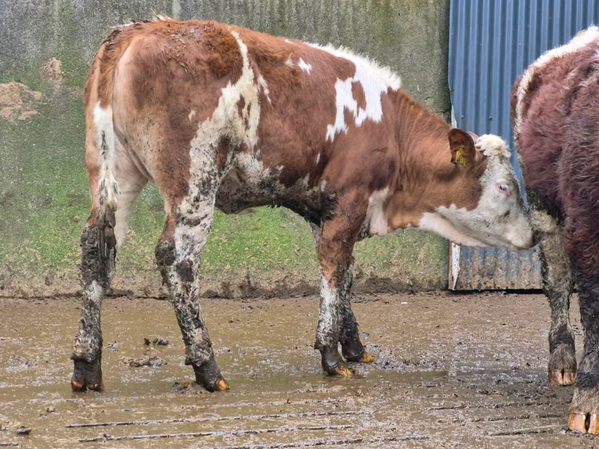 🌟 2 Super Simmental Heifers 🌟 - Image 2