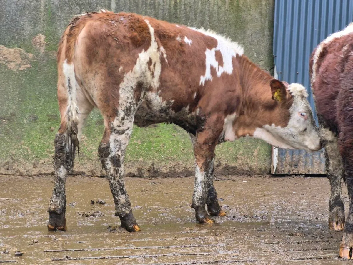 🌟 2 Super Simmental Heifers 🌟 - Image 3