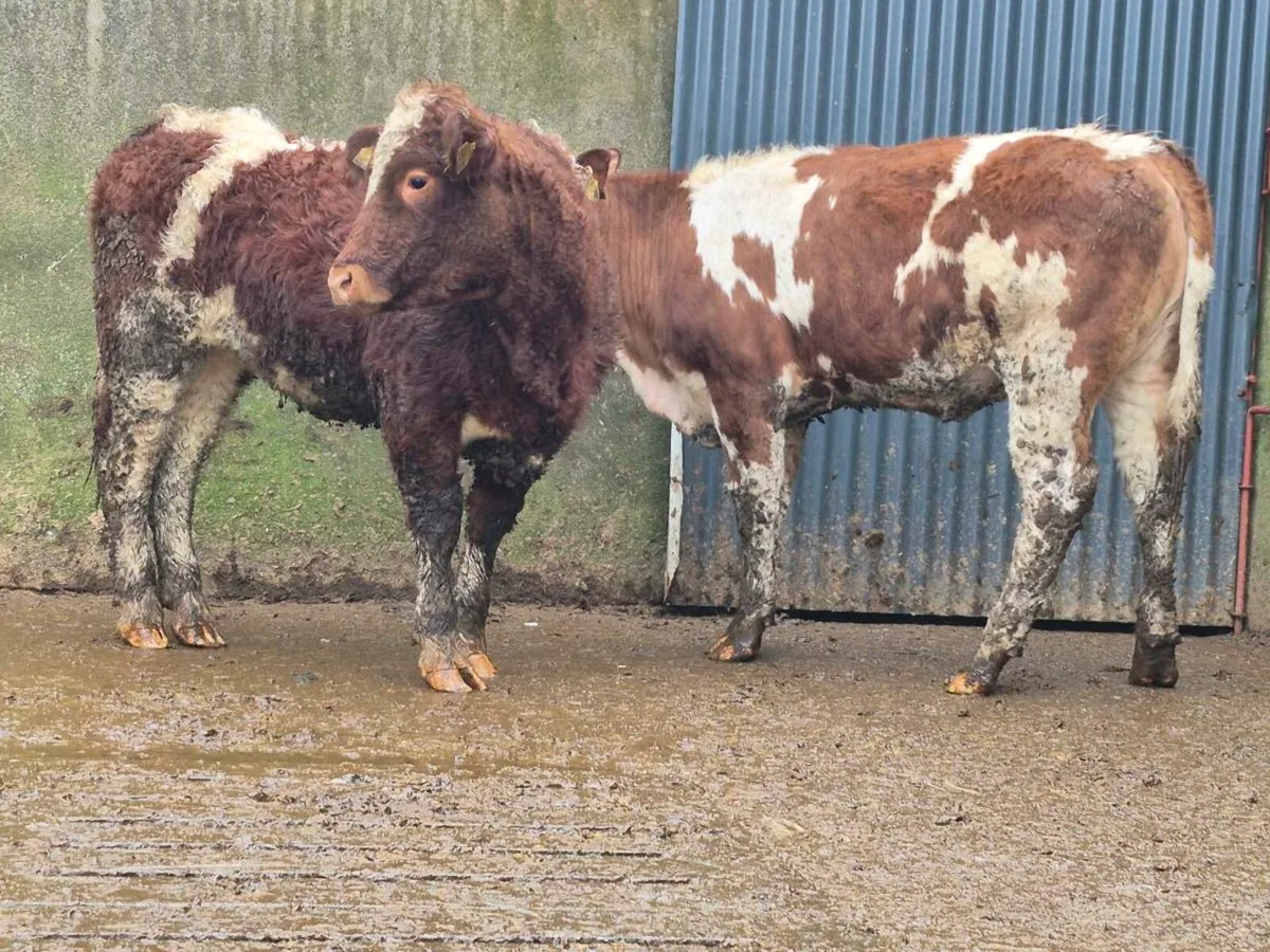 🌟 2 Super Simmental Heifers 🌟 - Image 4