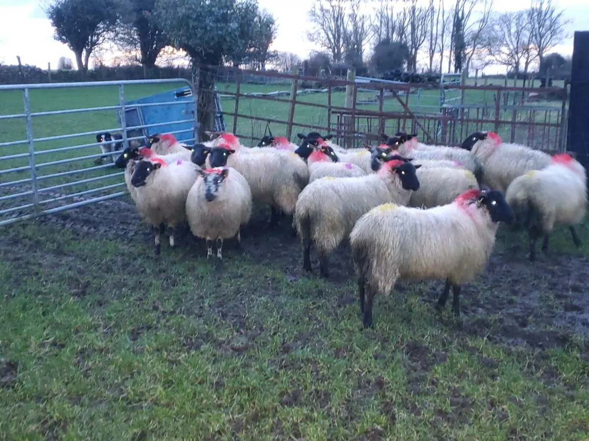 Suffolk ewe lambs - Image 4