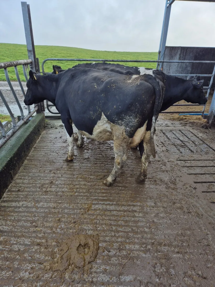 DAIRY SALE 16th March - Tuam Mart - Image 3