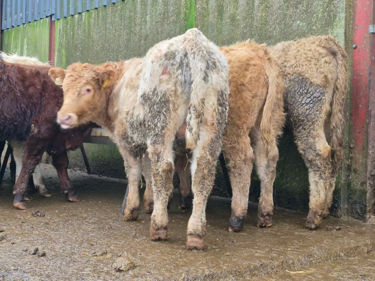 10 Super Bulls Weanlings - Image 1