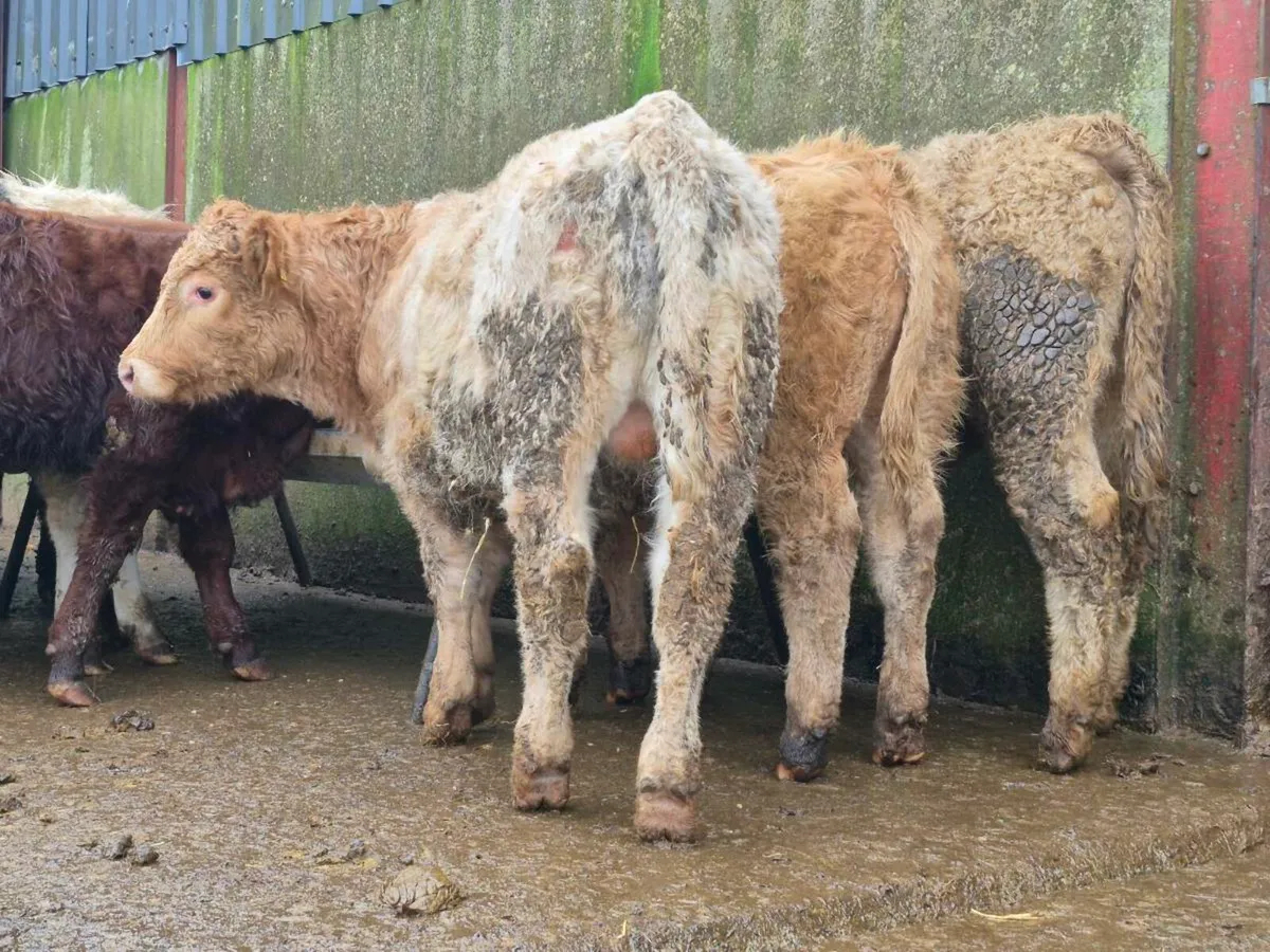 10 Super Bulls Weanlings - Image 2