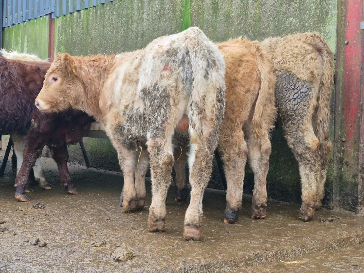 10 Super Bulls Weanlings - Image 3