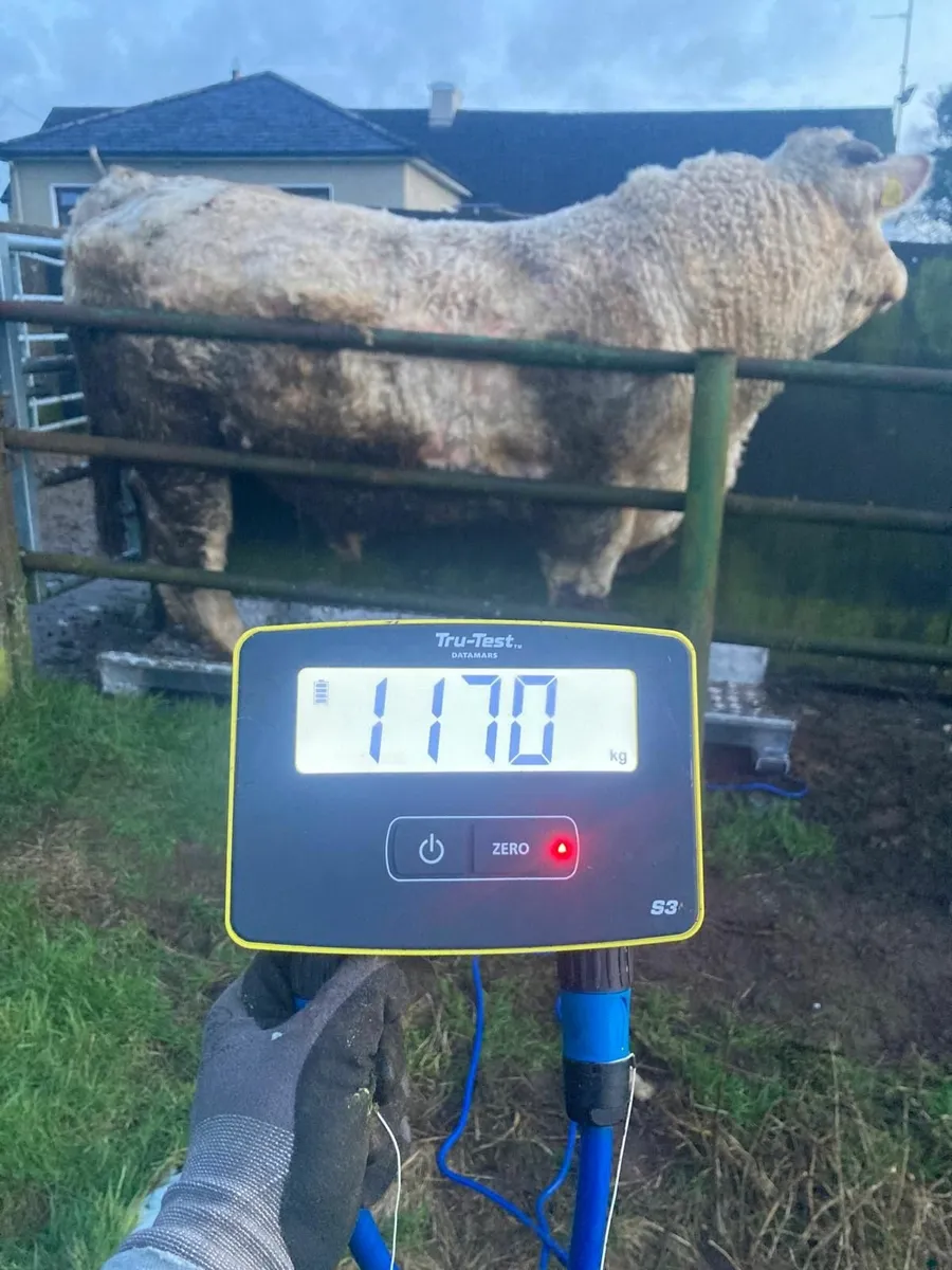 Pure Bred Charlaois Bull - Image 1