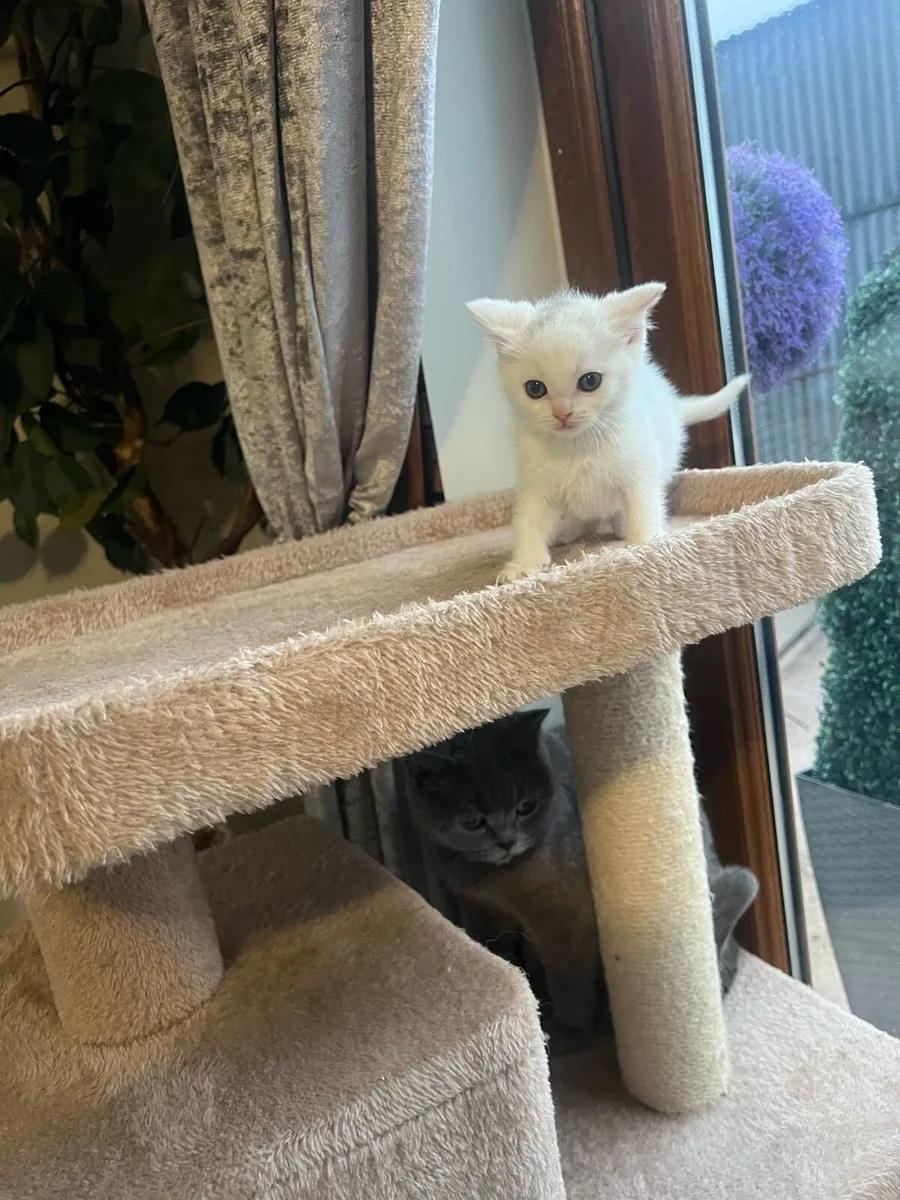 British shorthair x Turkish angora - Image 2