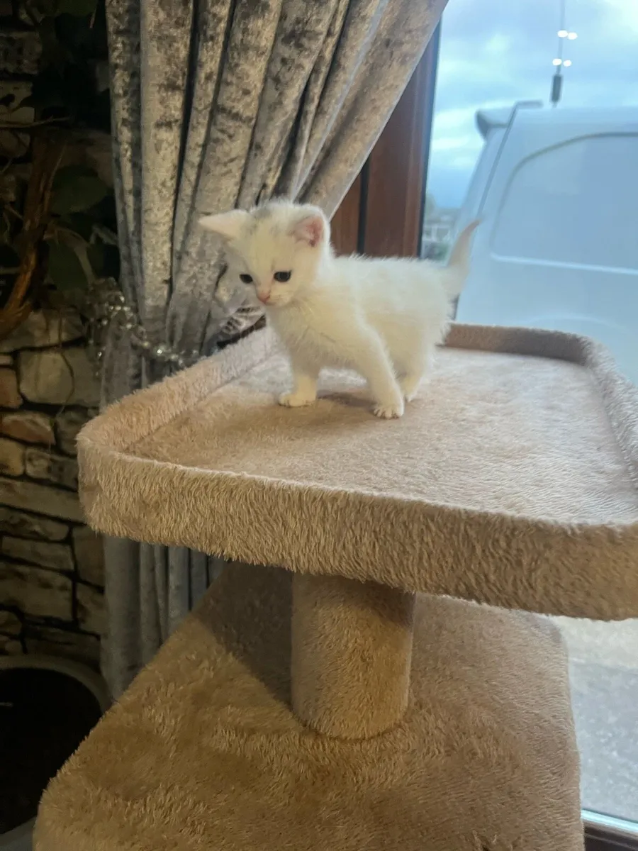 British shorthair x Turkish angora - Image 3