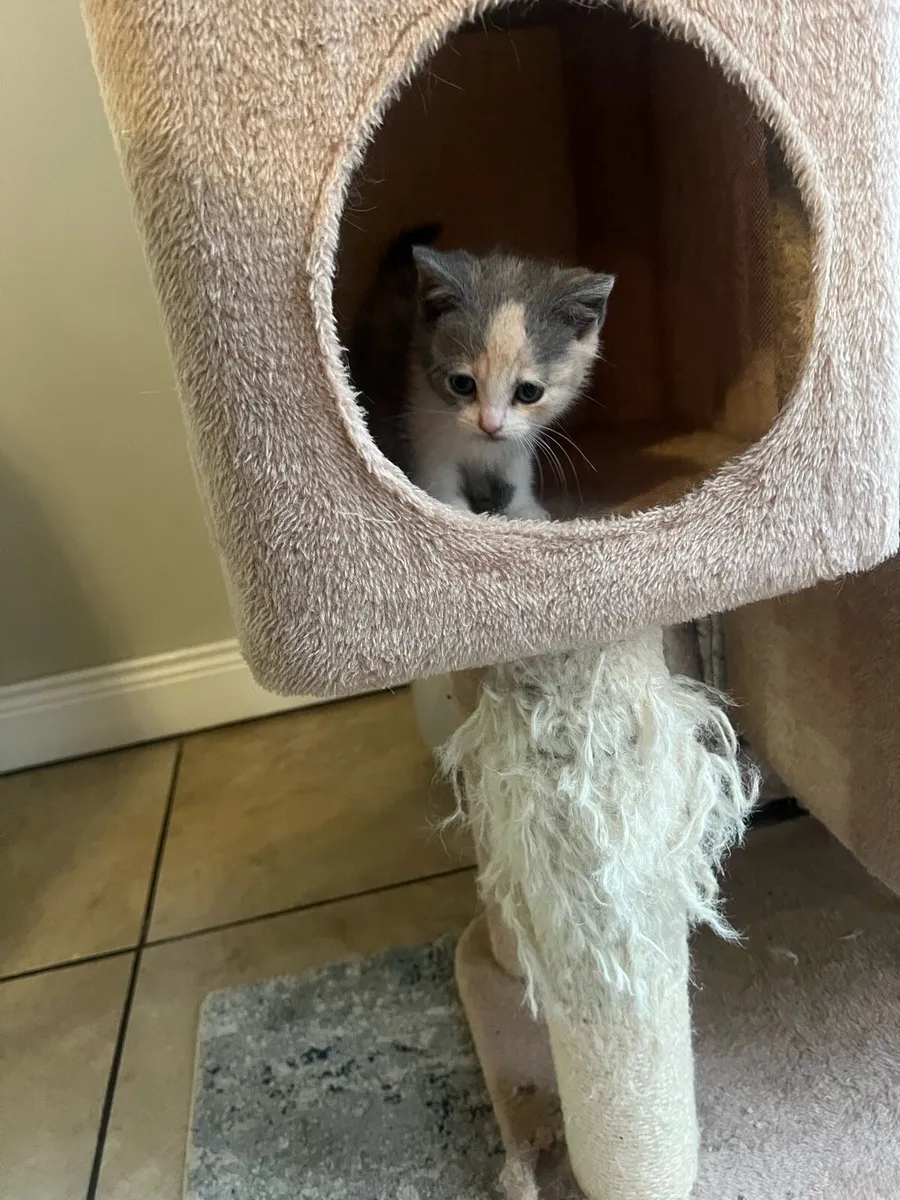 British shorthair x Turkish angora - Image 4