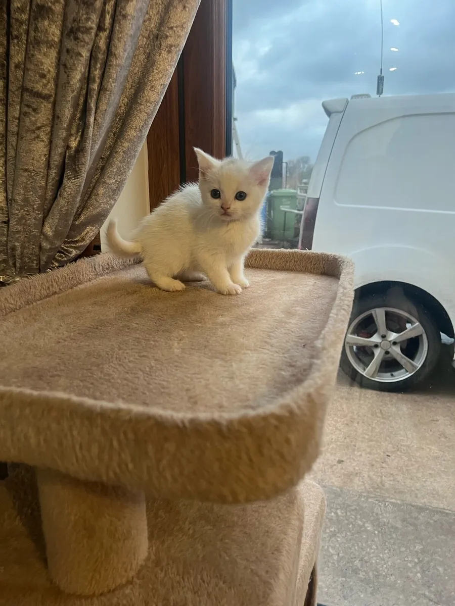 British shorthair x Turkish angora - Image 1