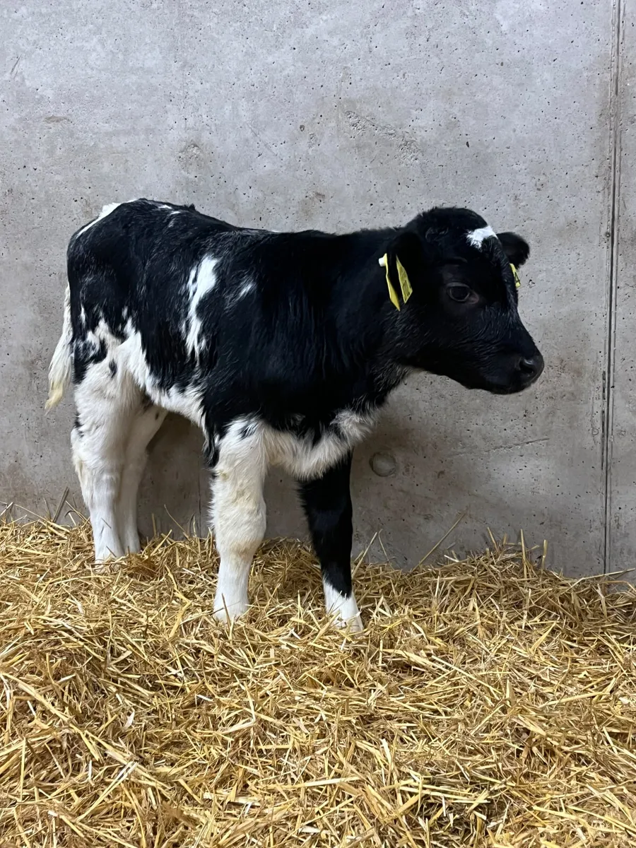 4 Belgian Blue Heifer Calves - Image 1