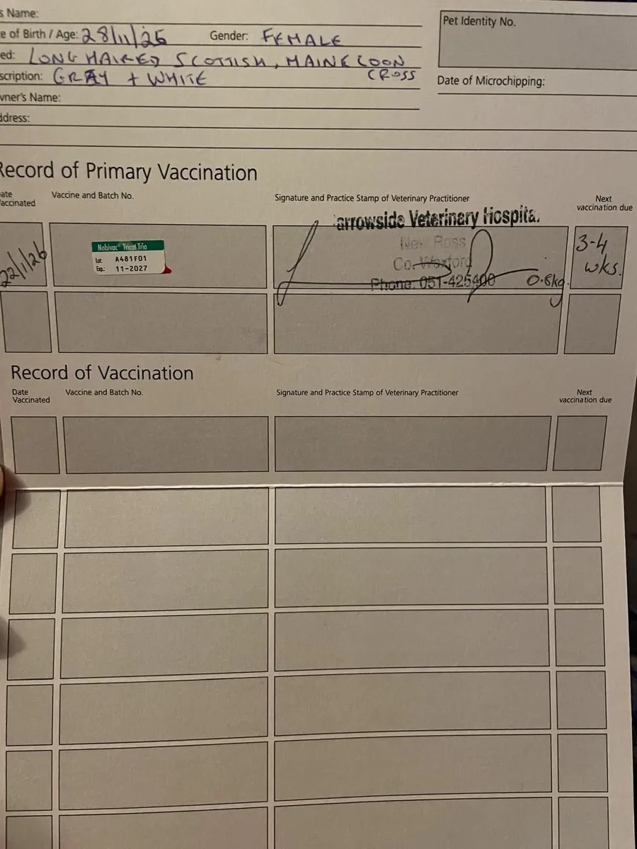 Maine Coon Cross Kitten - Image 2