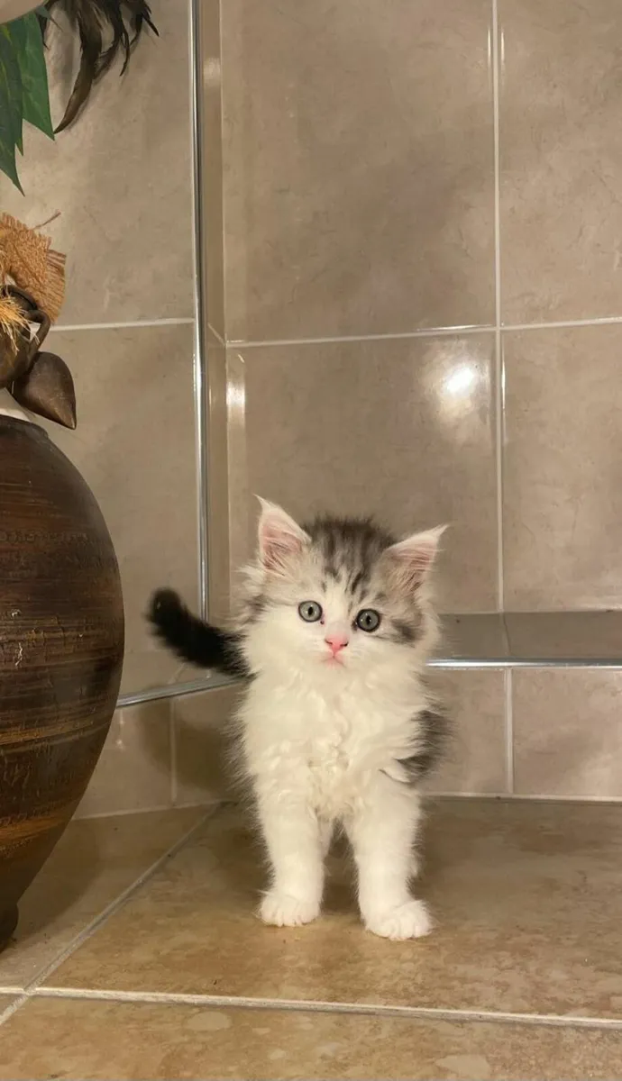 Maine Coon Cross Kitten - Image 3