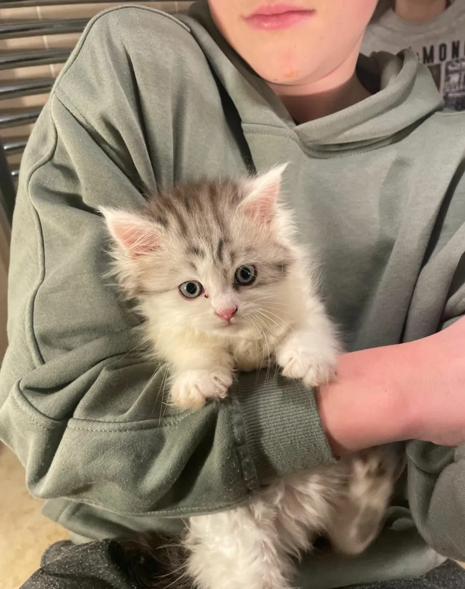 Maine Coon Cross Kitten - Image 4