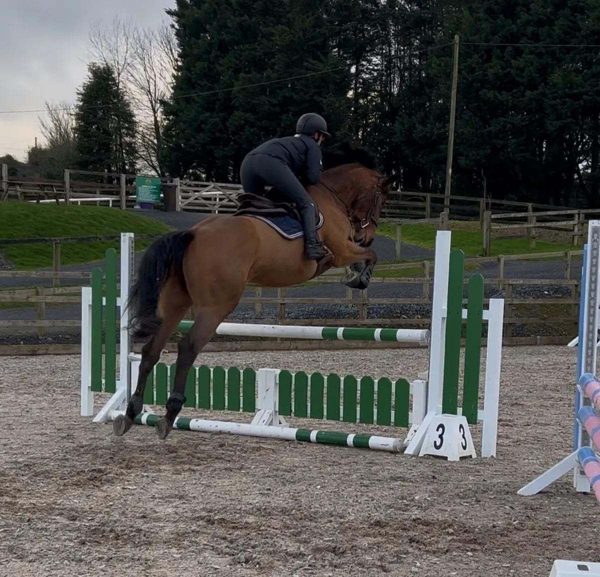 5yo TIH Deloughtane Josh - Image 1