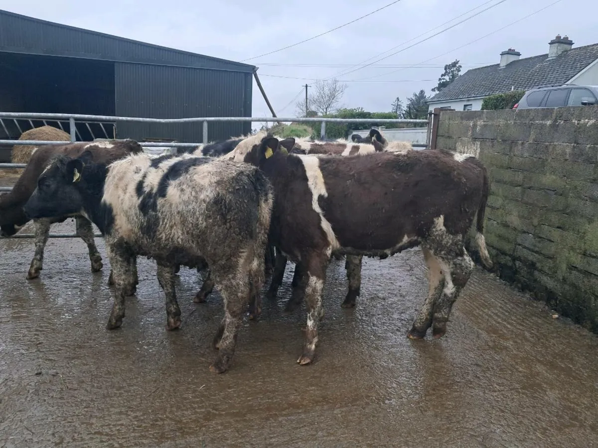 10 BELGIAN BLUE AND SIMMENTAL HEIFERS - Image 1