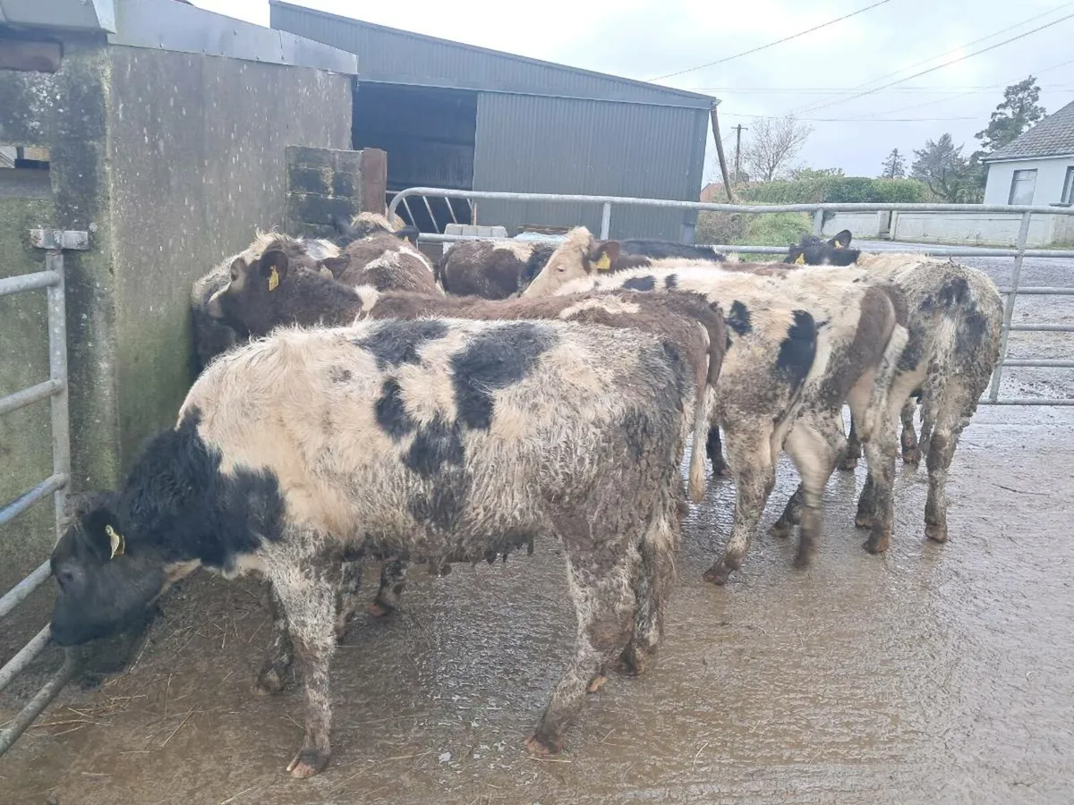 10 BELGIAN BLUE AND SIMMENTAL HEIFERS - Image 3
