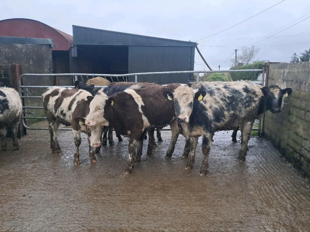 10 BELGIAN BLUE AND SIMMENTAL HEIFERS - Image 4