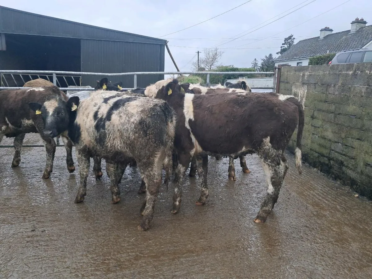 10 BELGIAN BLUE AND SIMMENTAL HEIFERS - Image 2