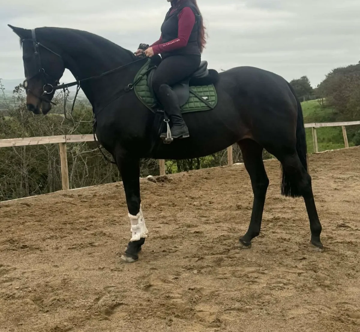 Competition horse - Image 1