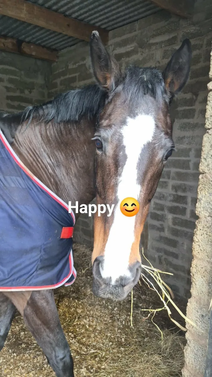 Competition horse - Image 2