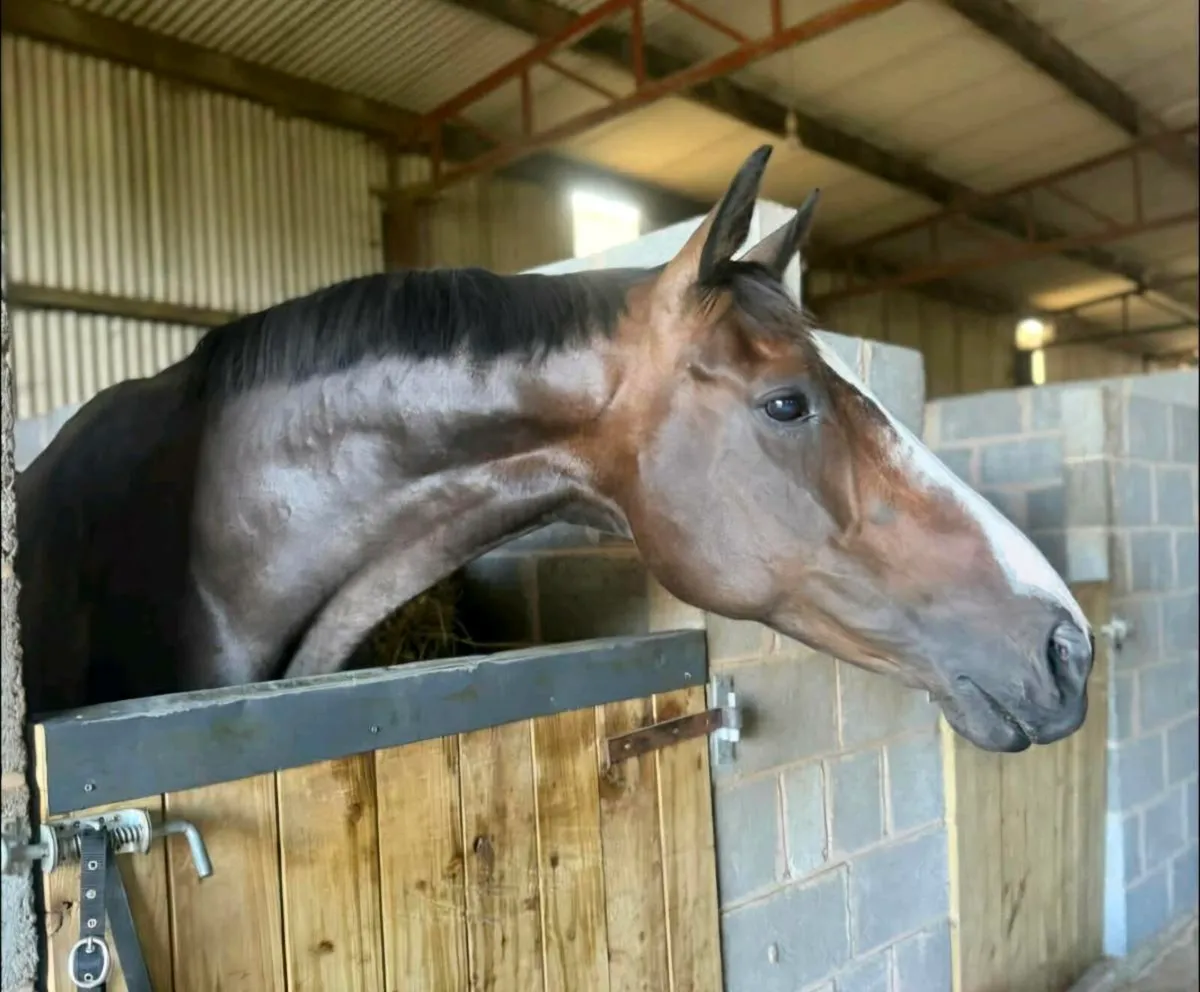 Competition horse - Image 3