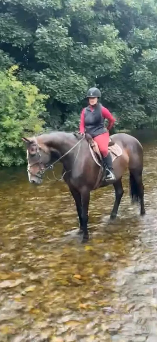 Competition horse - Image 4