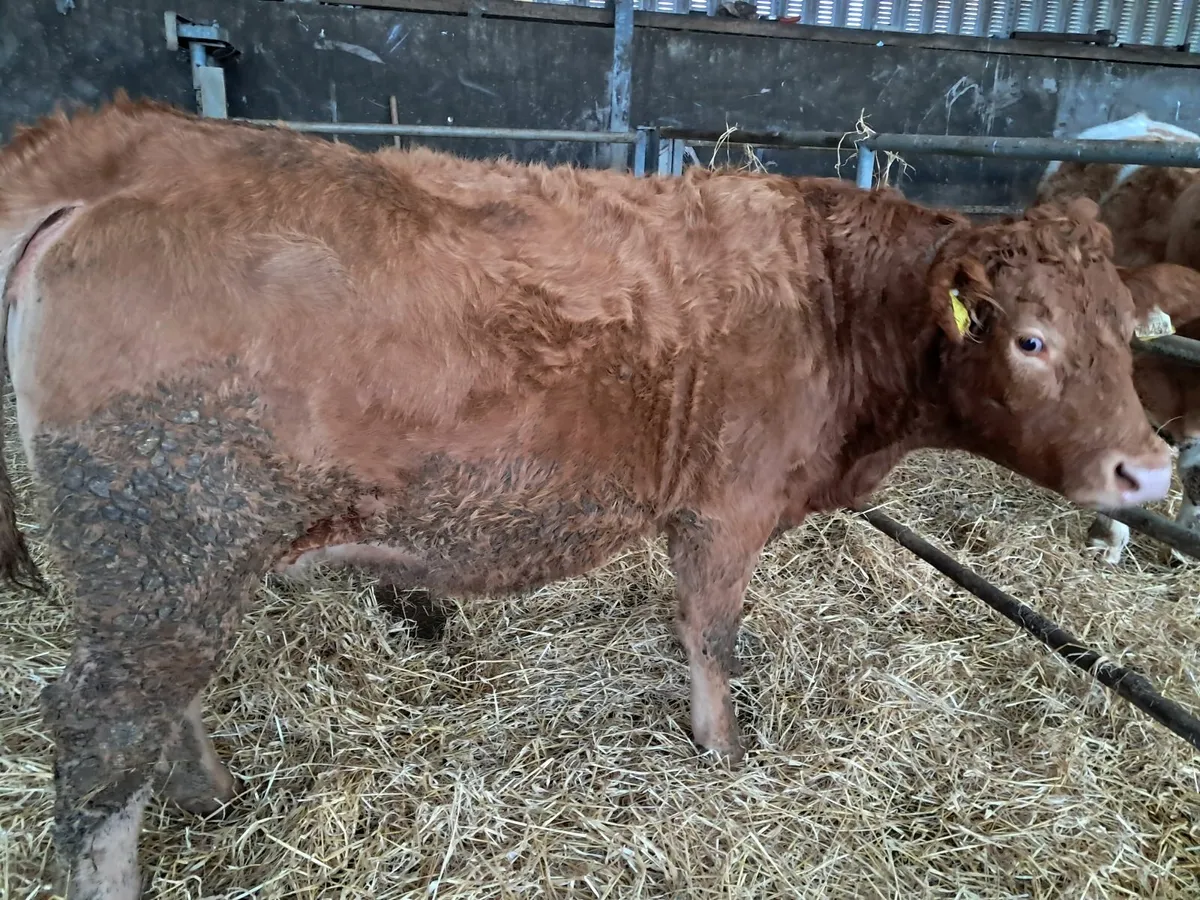 Incalf Hefiers - Image 1