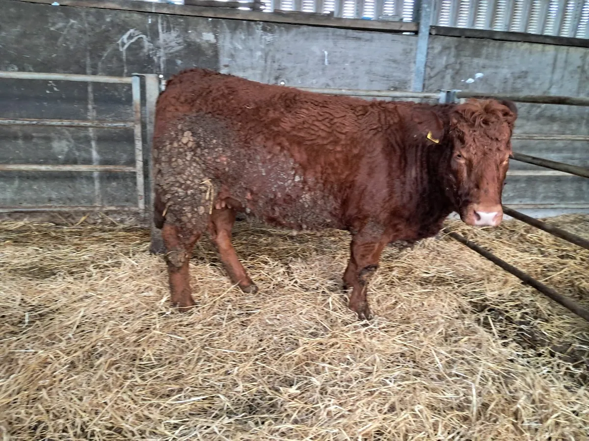 Incalf Hefiers - Image 2