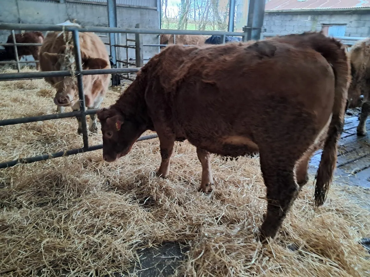 Incalf Hefiers - Image 3