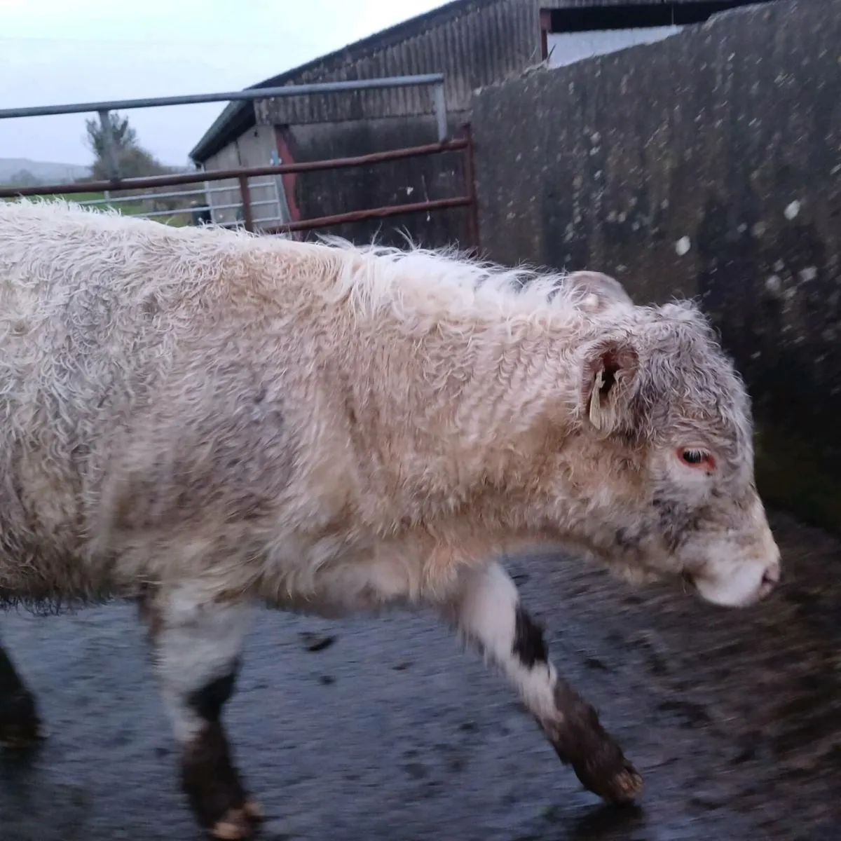 Pbr 5 star char bull weanling - Image 1