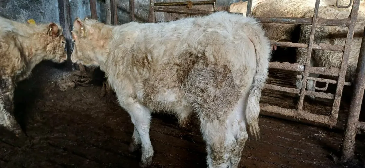 Pbr 5 star char bull weanling - Image 2