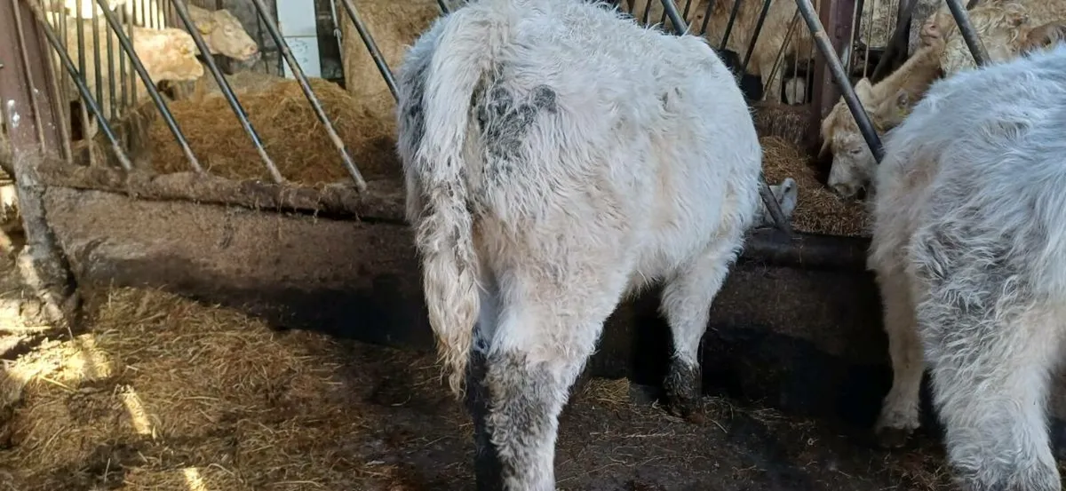 Pbr 5 star char bull weanling - Image 3