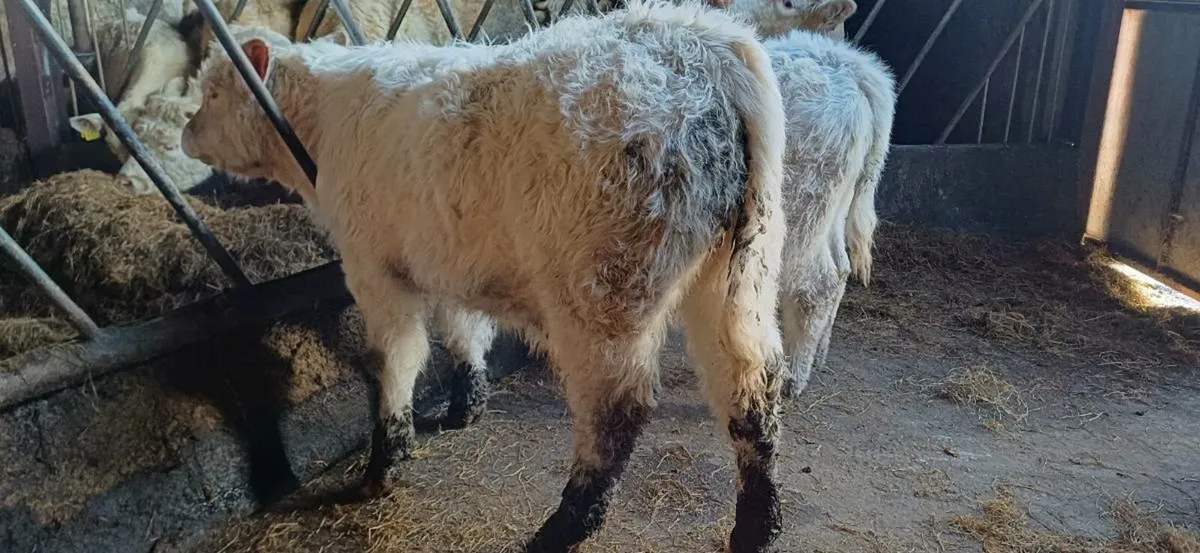 Pbr 5 star char bull weanling - Image 4