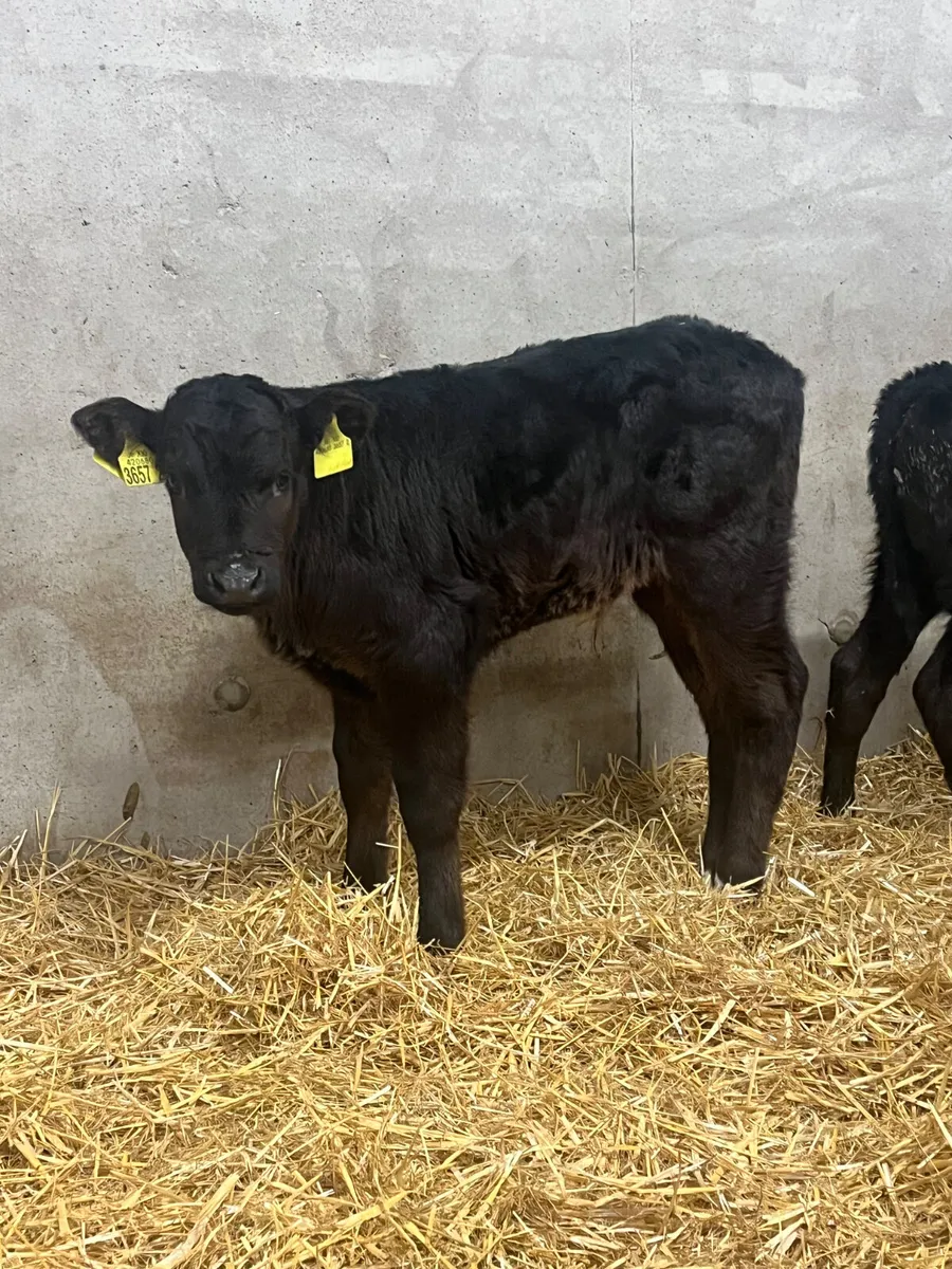9 Bull Calves - Image 3