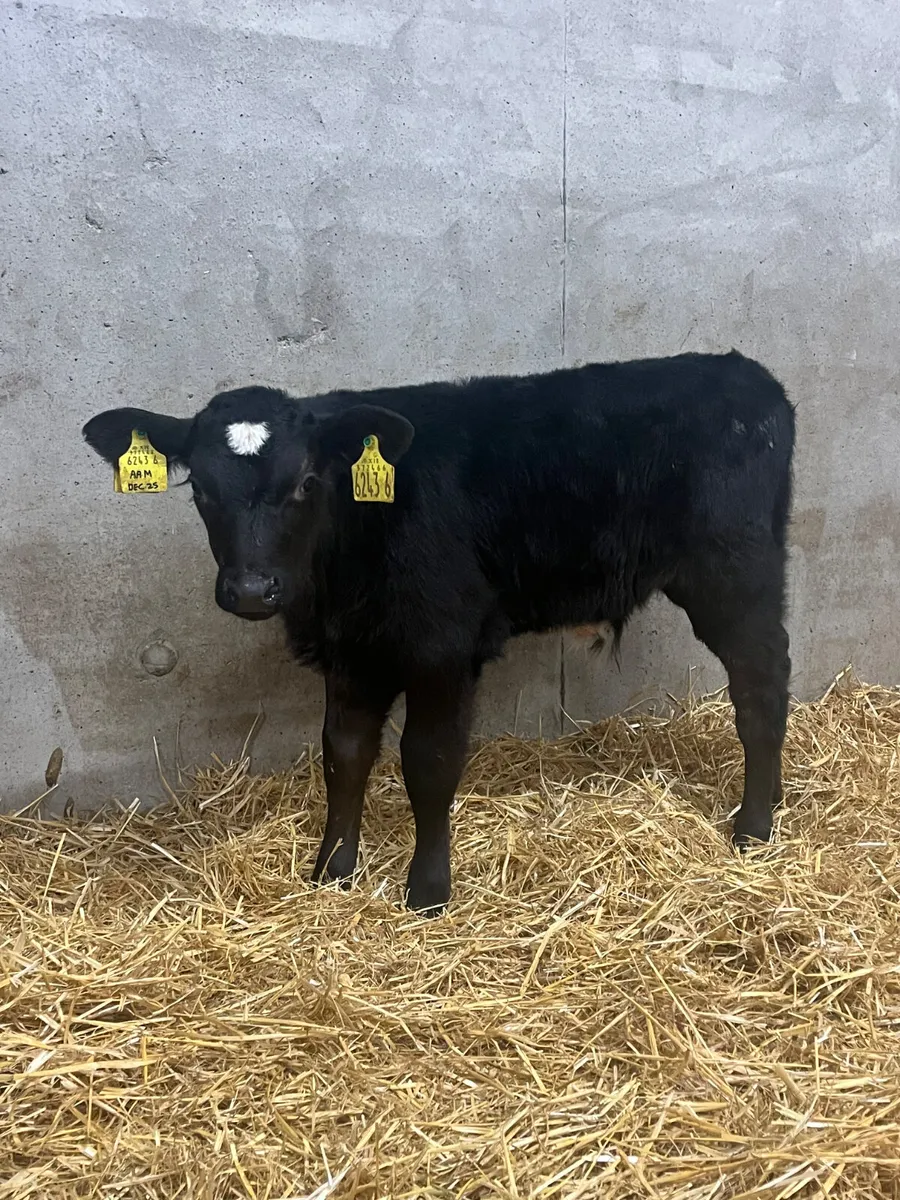 9 Bull Calves - Image 1