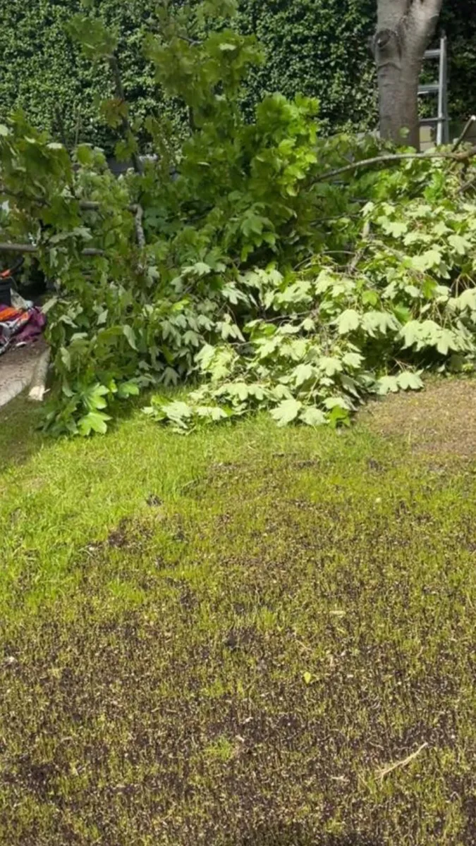 Garden maintenance - Image 3