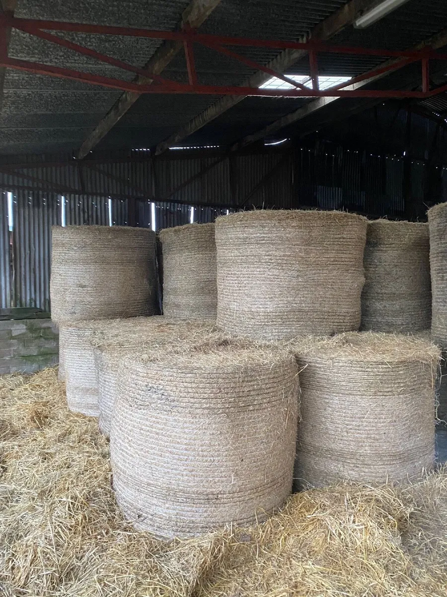 Hay - Image 2