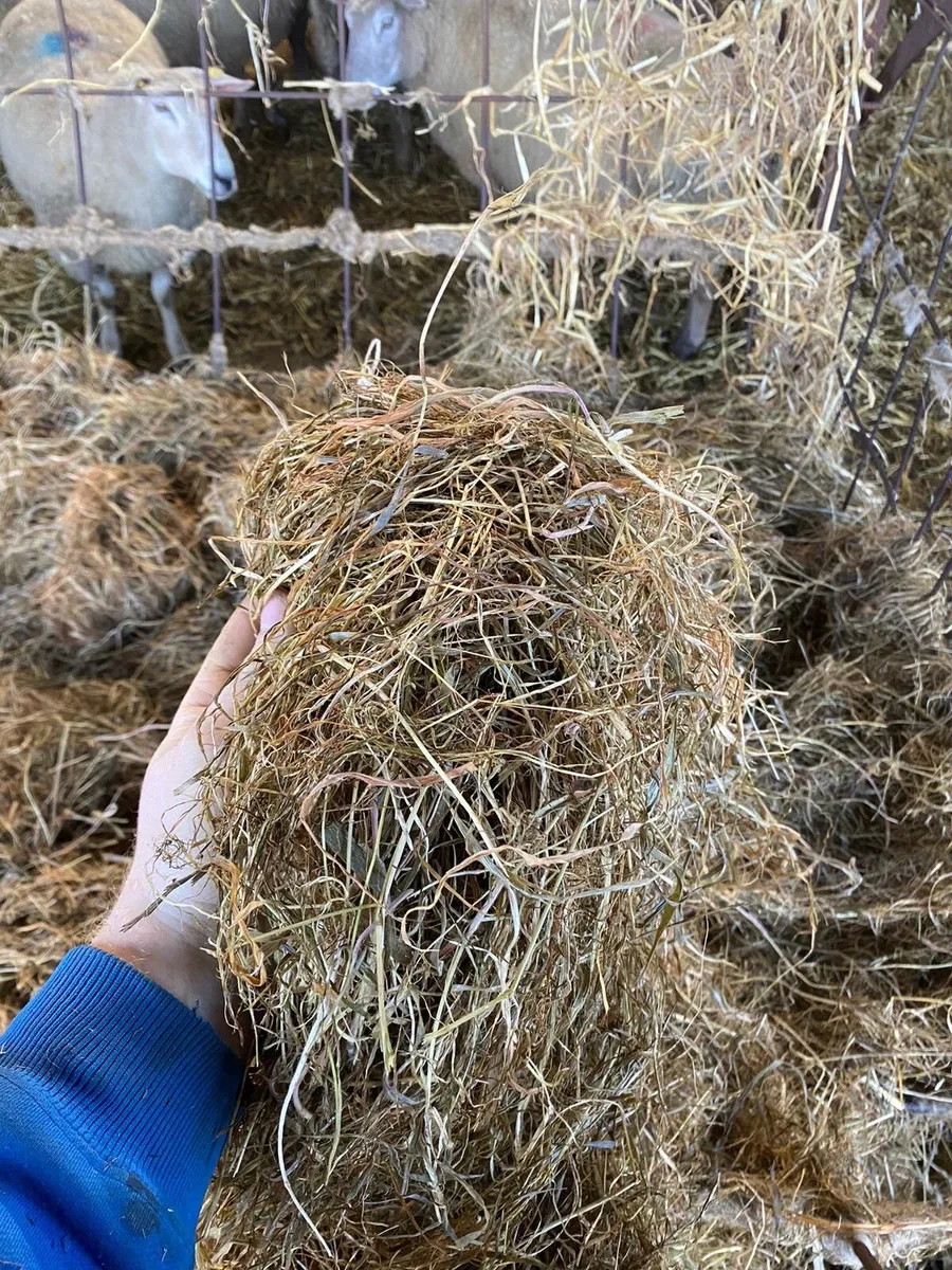 Haylage - Image 3