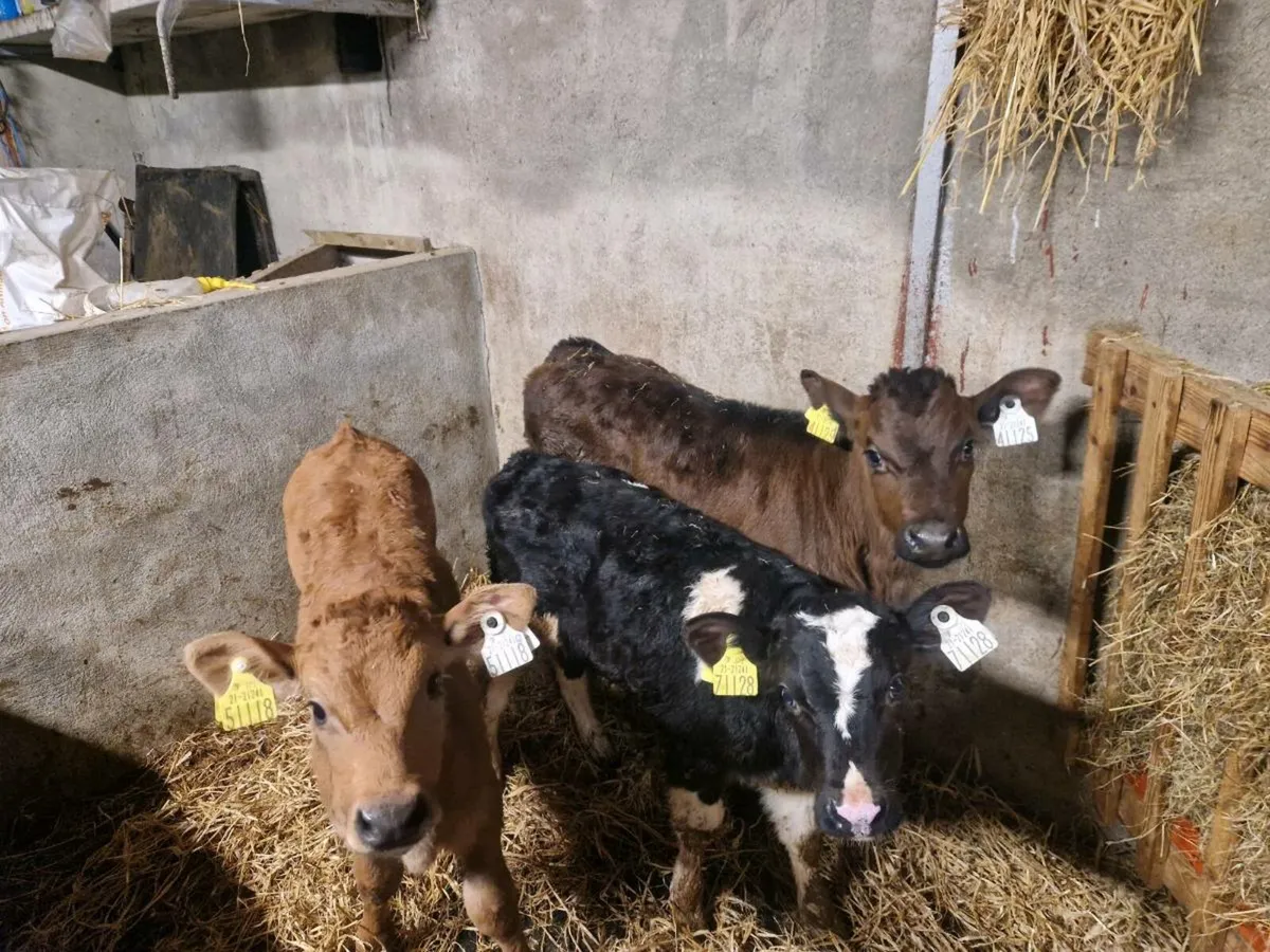 Calves for sale