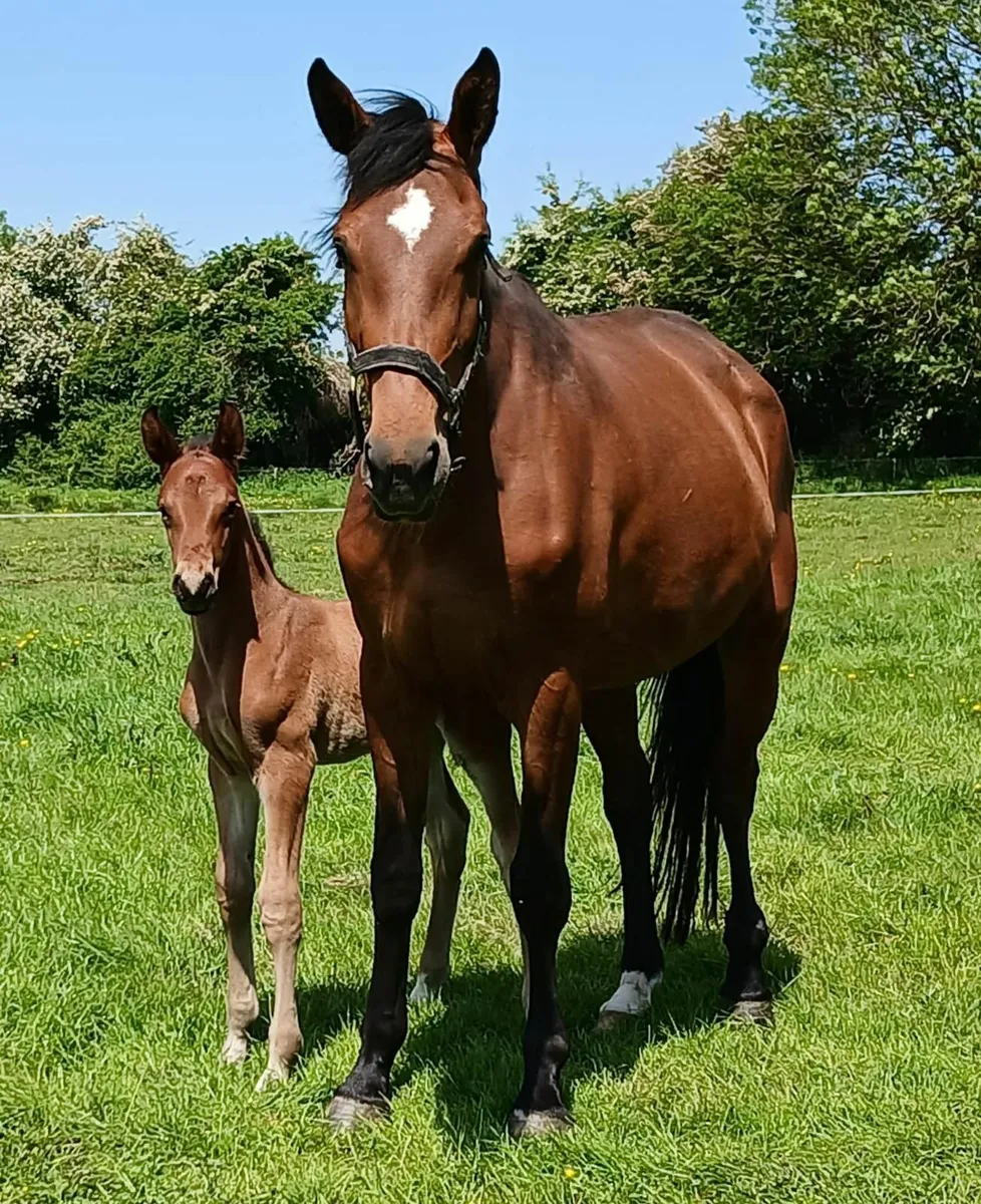 Well bred broodmare infoal for 2026 - Image 2