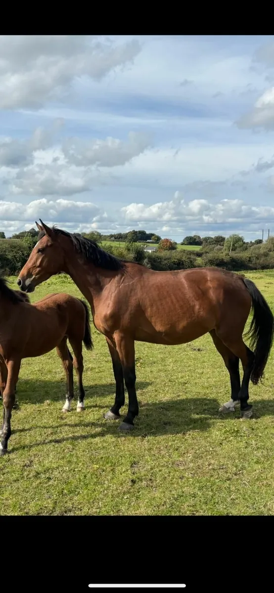 Well bred broodmare infoal for 2026 - Image 3