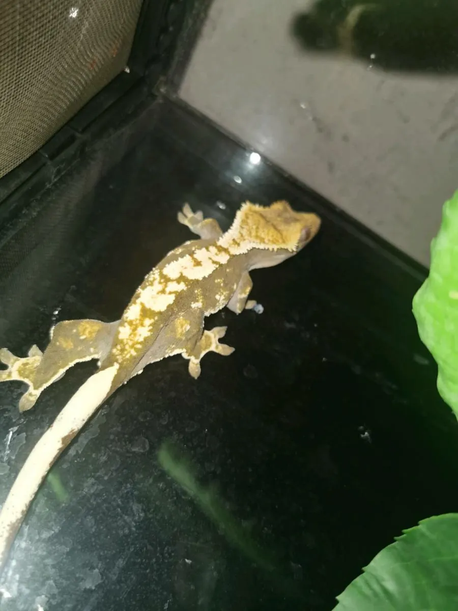 Harlequin Crested Gecko - Image 3