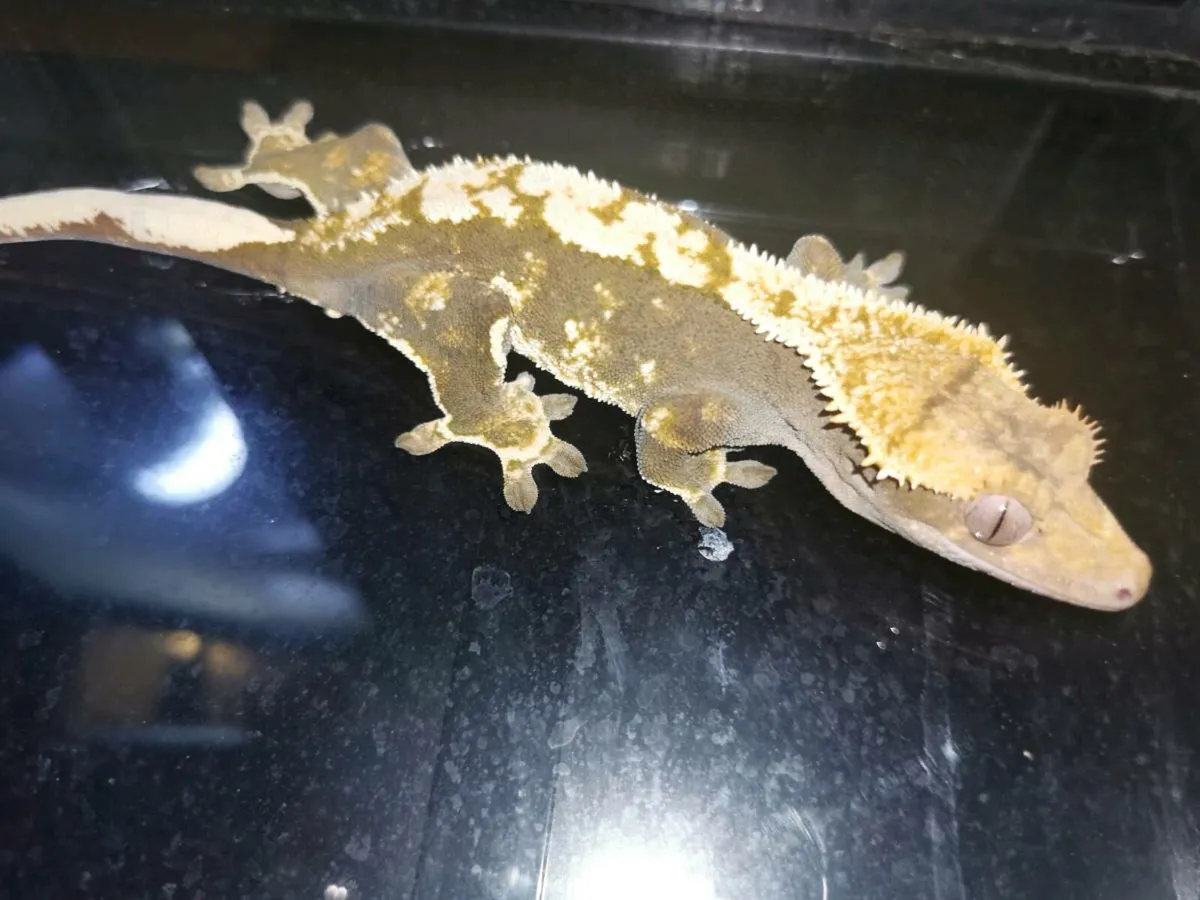 Harlequin Crested Gecko - Image 2