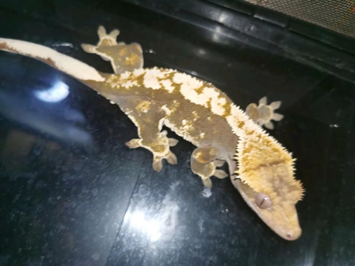 Harlequin Crested Gecko - Image 1