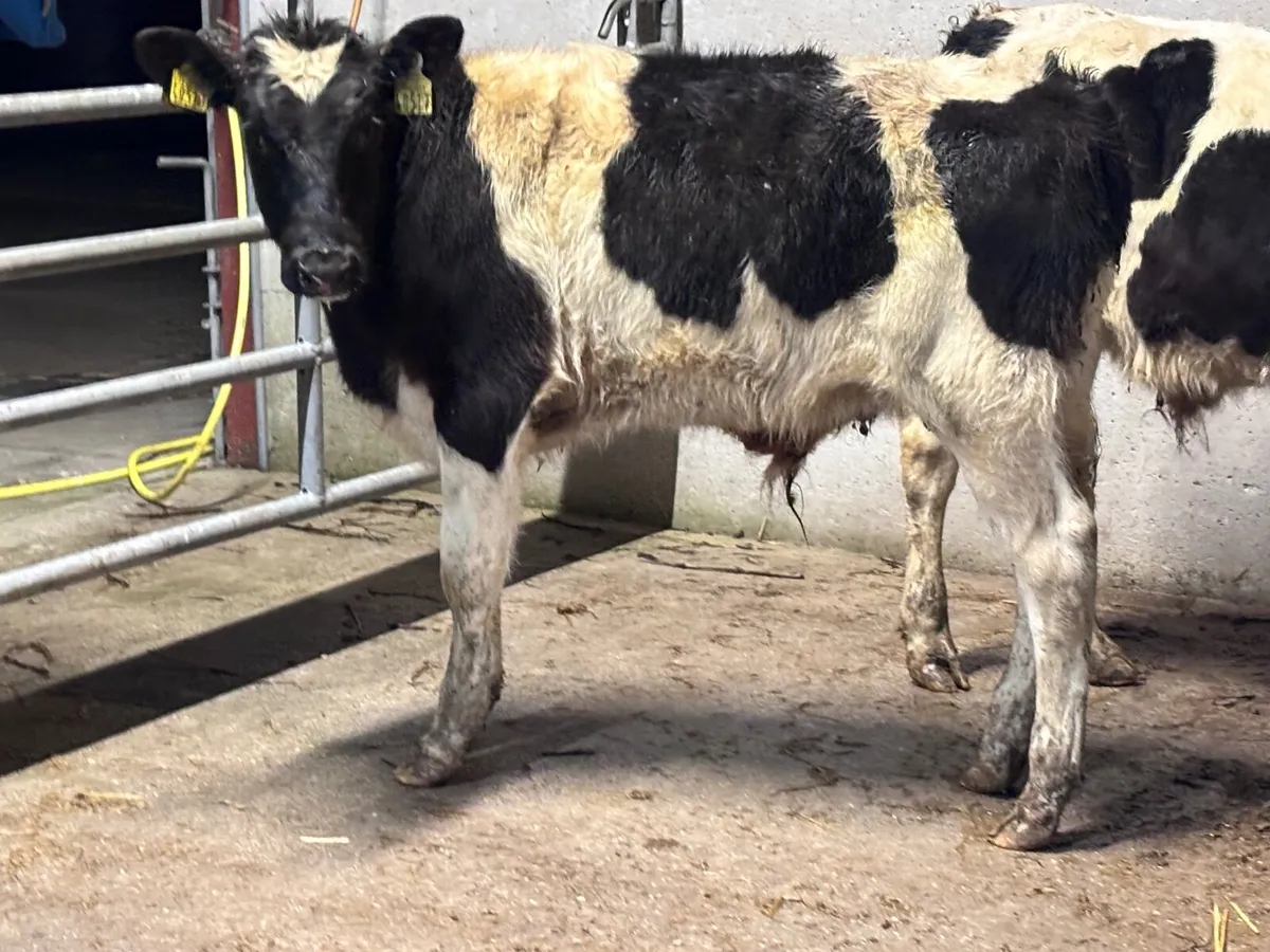 3 British Freisan Weanlings for sale - Image 1