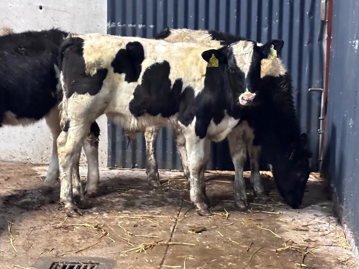 3 British Freisan Weanlings for sale - Image 2
