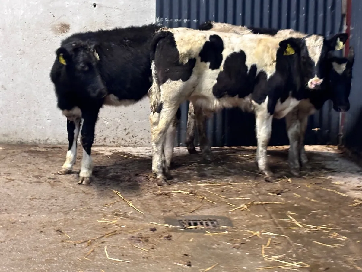 3 British Freisan Weanlings for sale - Image 3