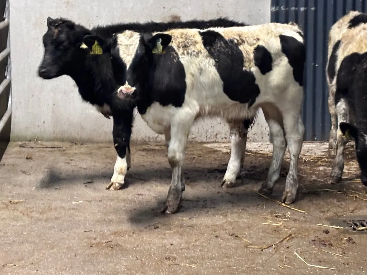 3 British Freisan Weanlings for sale - Image 4