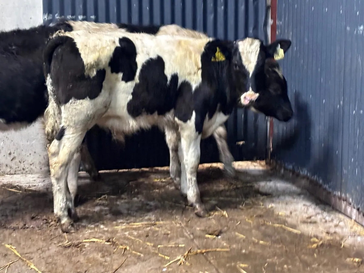 2 British Freisan Weanlings for sale - Image 3