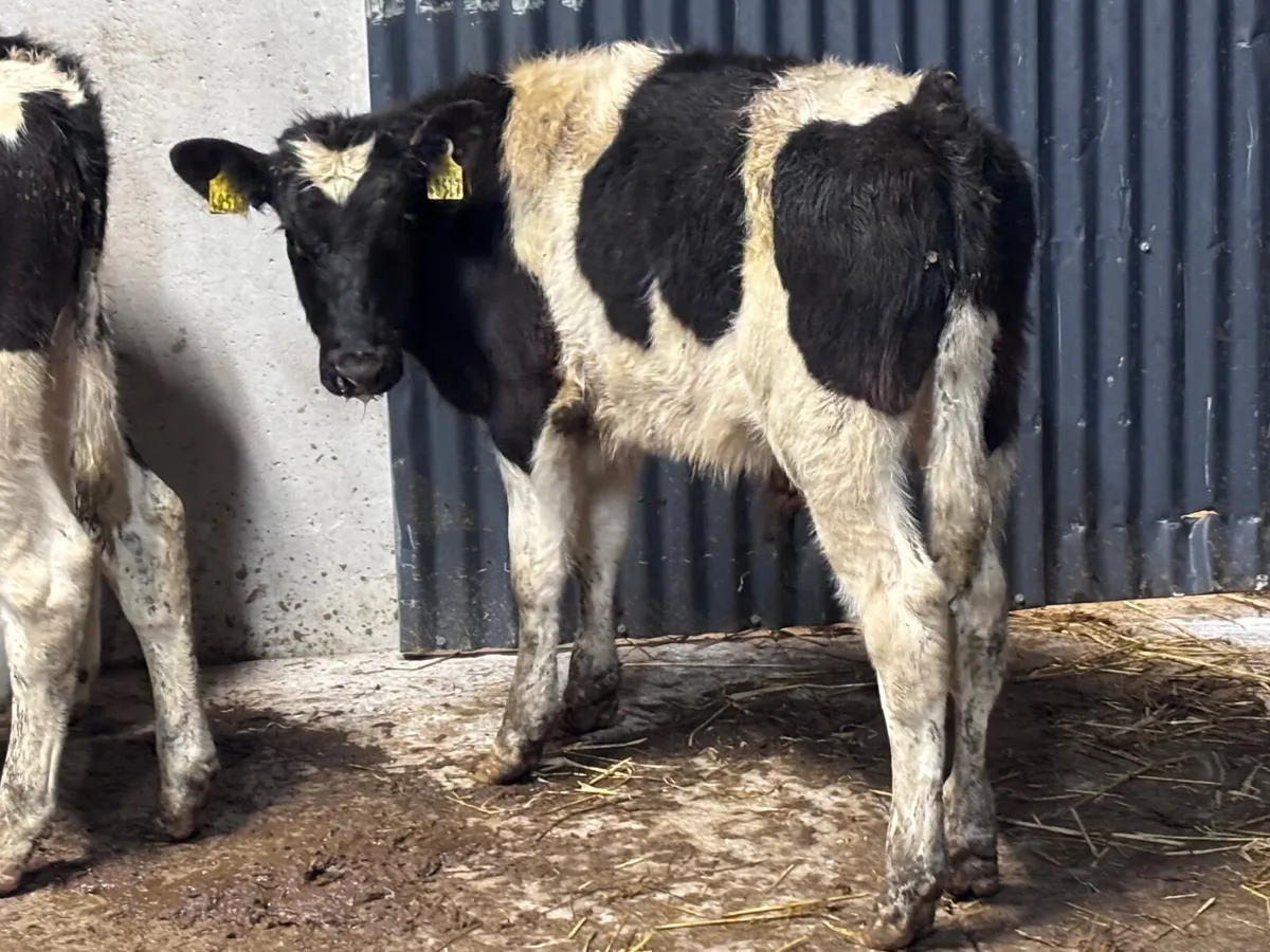 2 British Freisan Weanlings for sale - Image 4